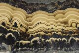 Polished Schalenblende Slice - Poland #228187-1
